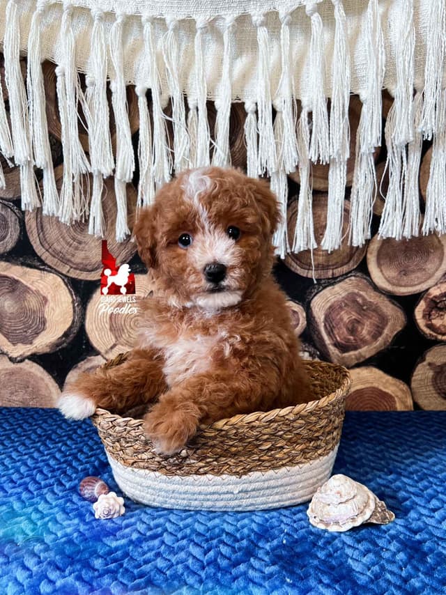 Red/Apricot w/ White Miniature Poodles media 3