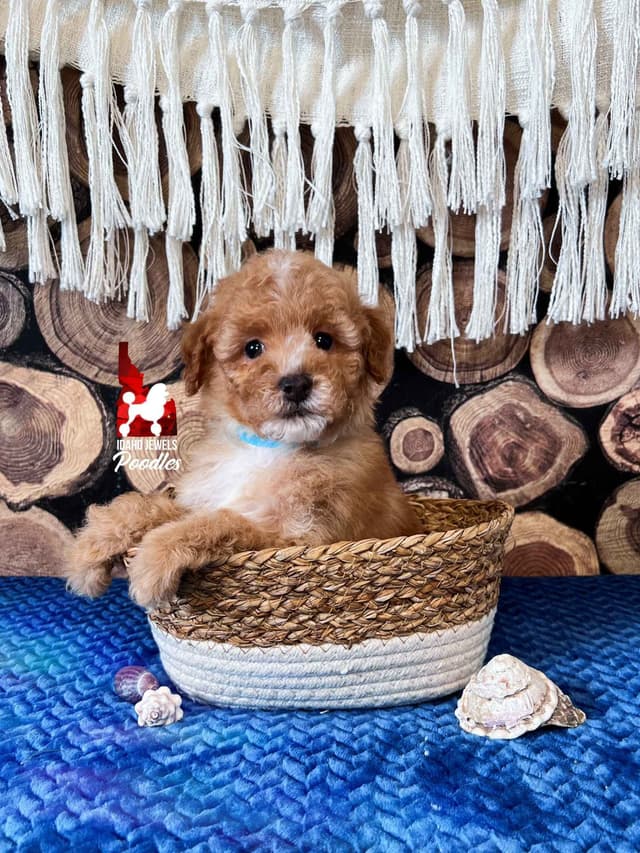 Red/Apricot w/ White Miniature Poodles media 2