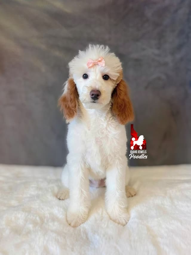 Loving "Disney Dynasty" Dark Red Mini Poodles ~ ALL 0-CDDY/IVDD & AtAt media 2