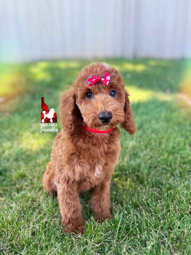 Dark Red Large Mini Poodle Puppies + Breeder Option media 11