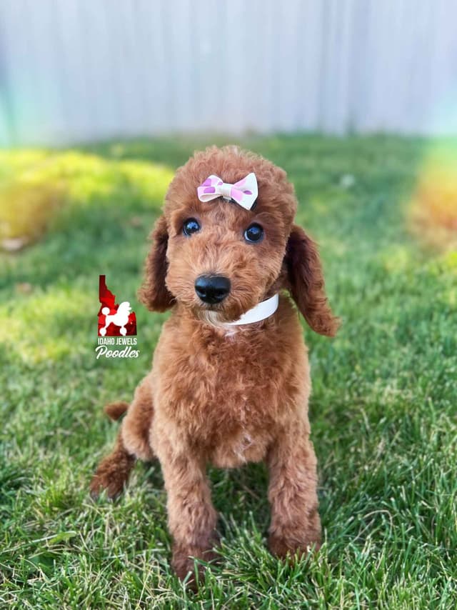 Dark Red Large Mini Poodle Puppies + Breeder Option media 2