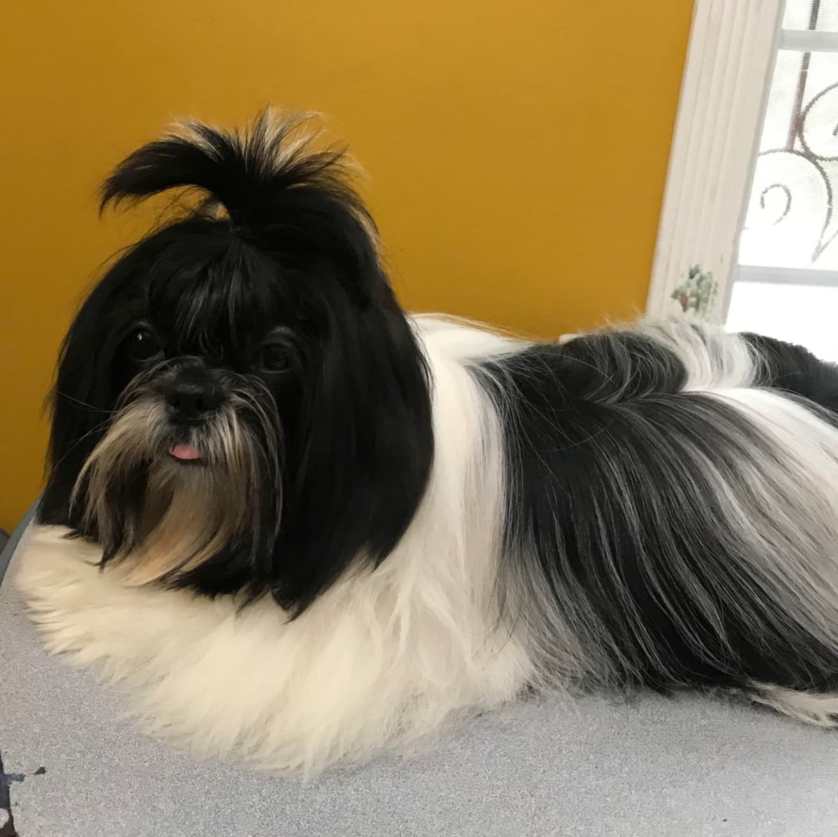 Shih Tzu Puppies breeder image 2
