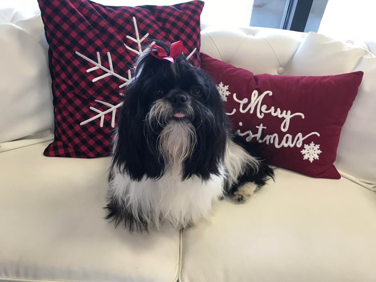 Shih Tzu Puppies breeder image 3
