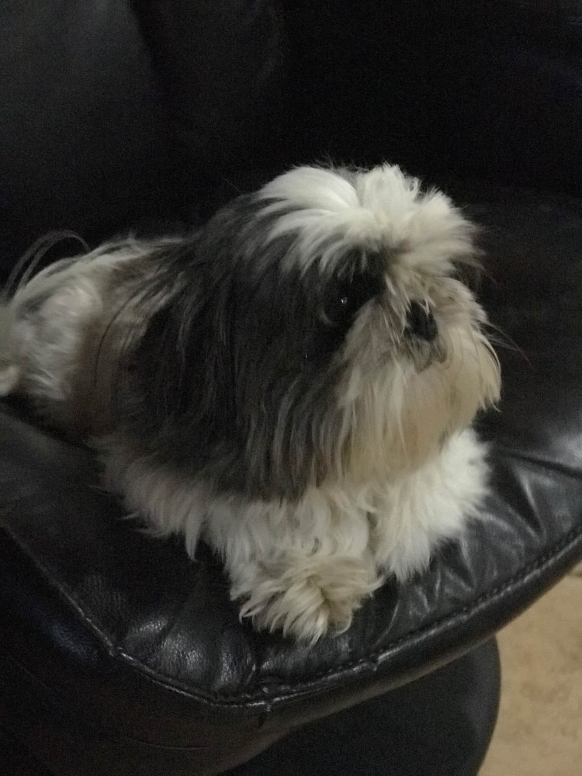 Shih Tzu Puppies breeder image 4