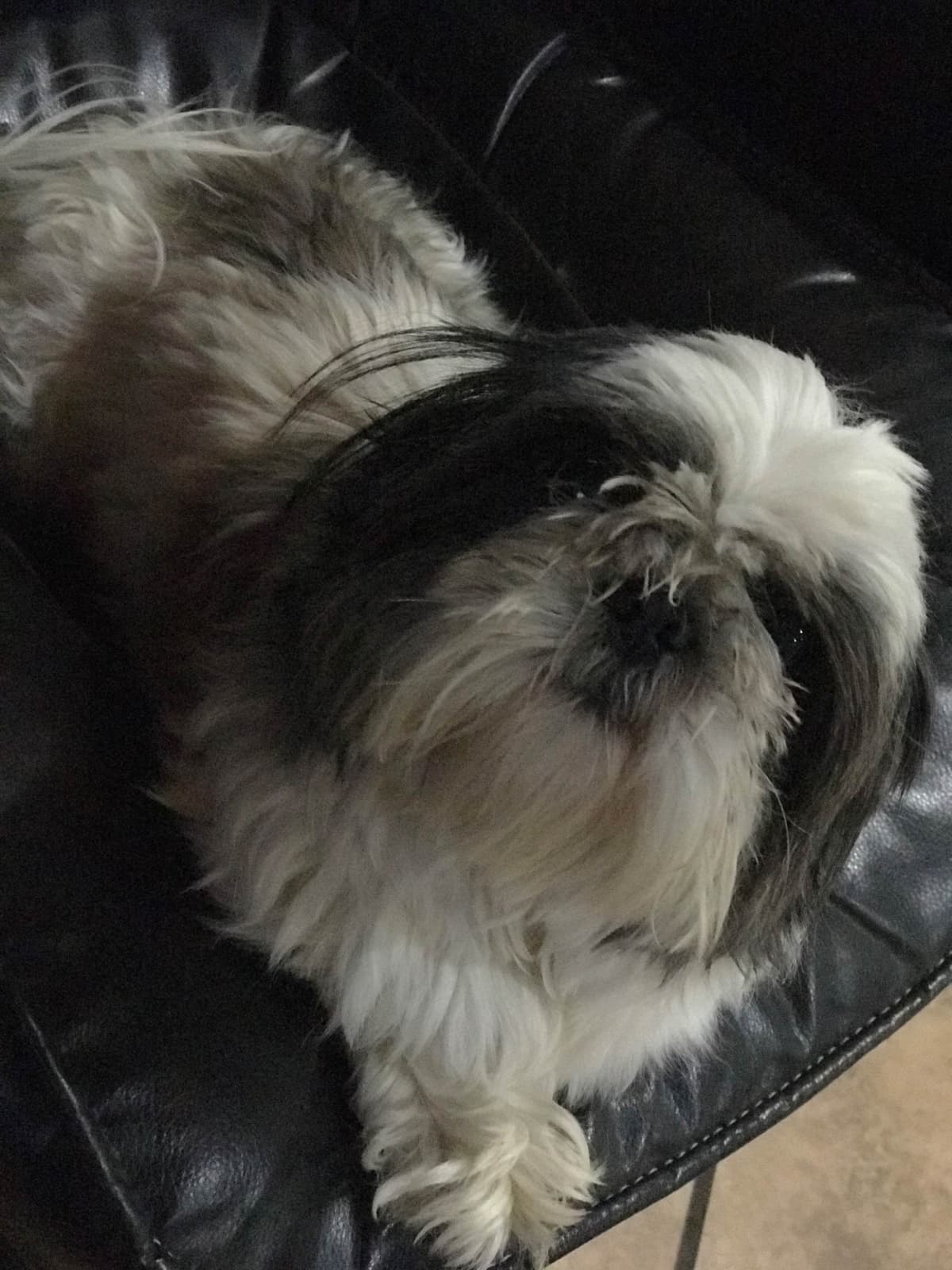 Shih Tzu Puppies breeder image 5