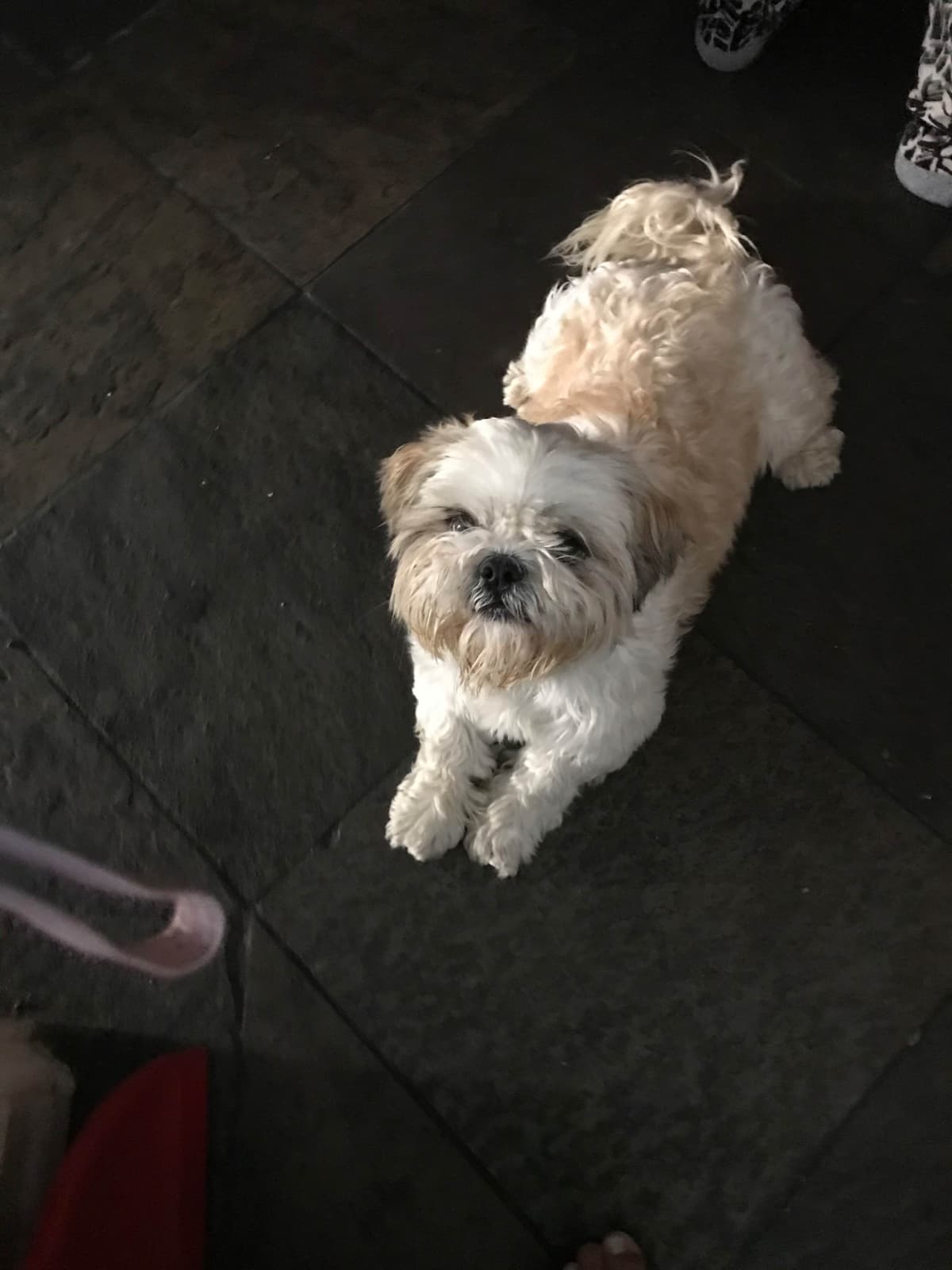 Shih Tzu Puppies breeder image 7