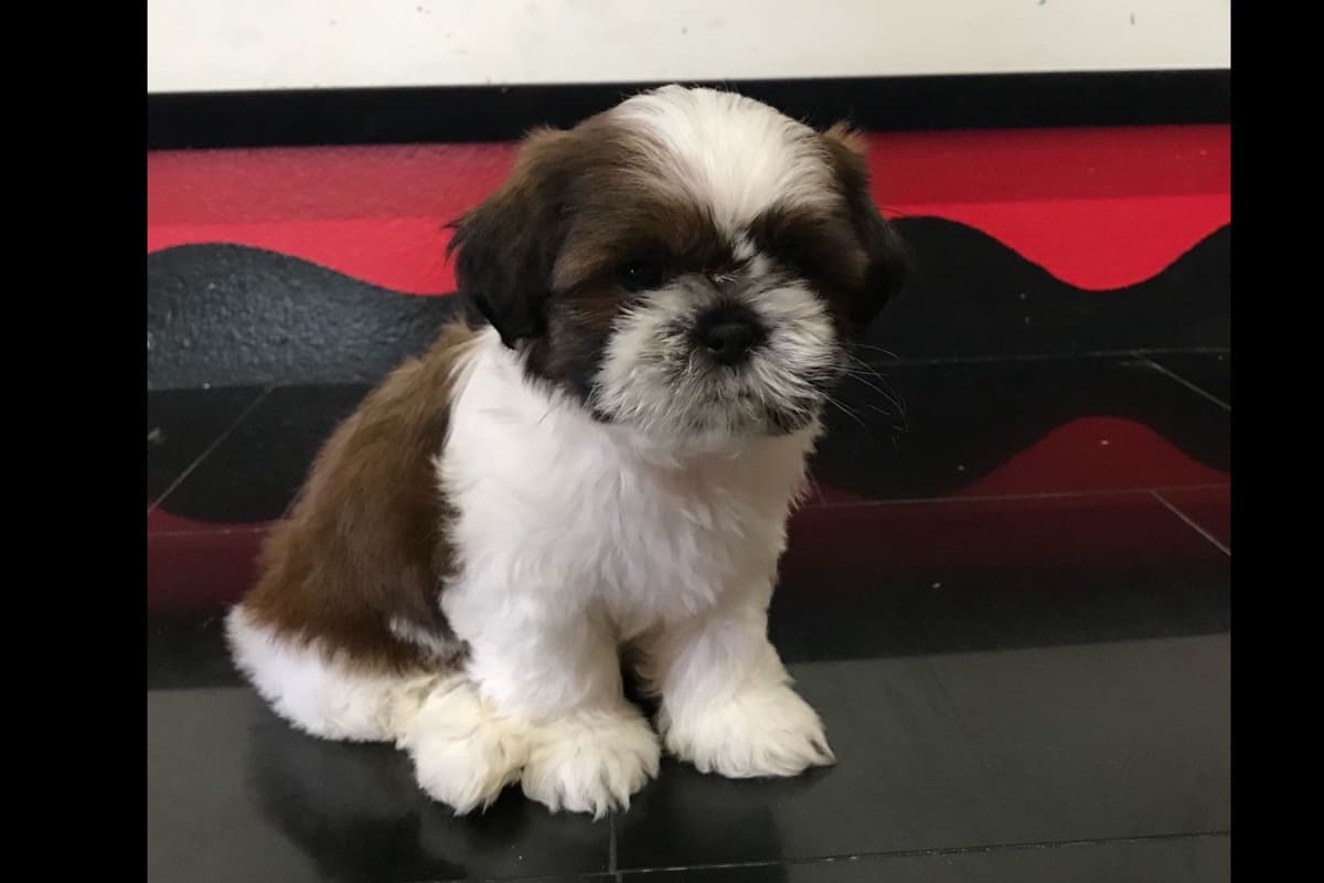 Shih Tzu Puppies breeder image 8