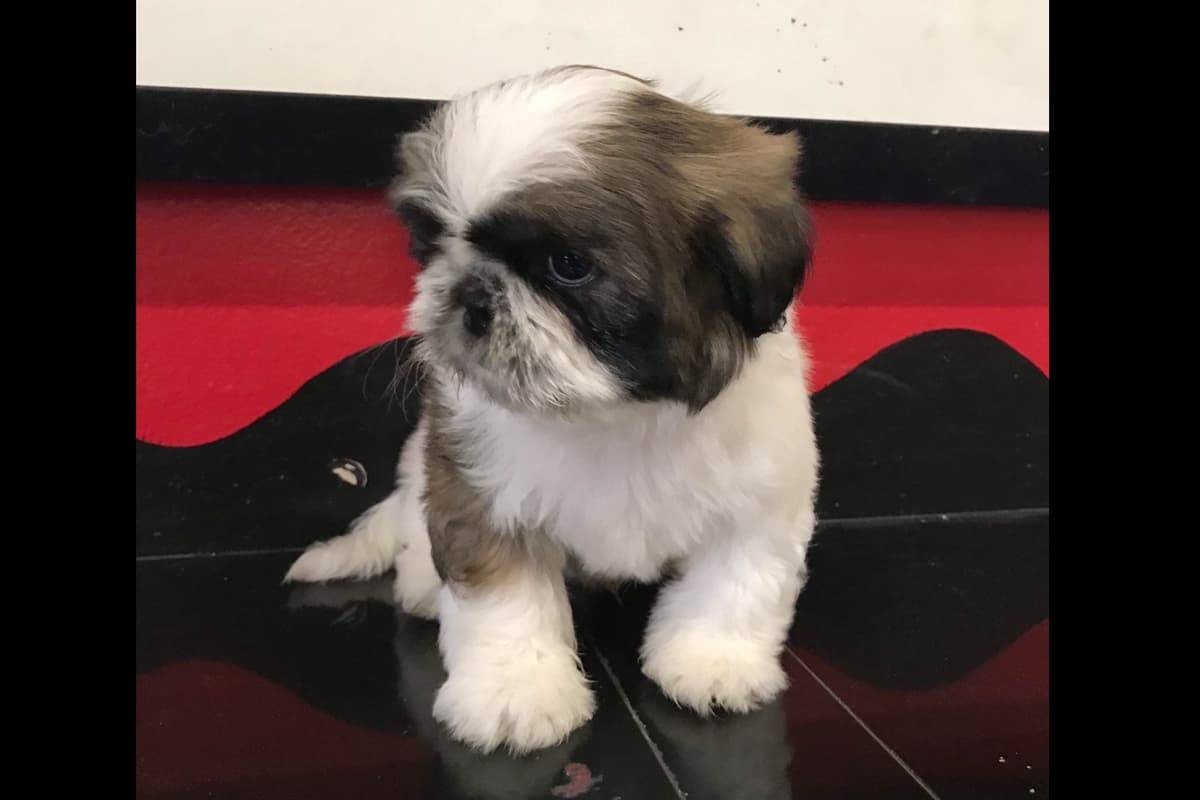 Shih Tzu Puppies breeder image 9