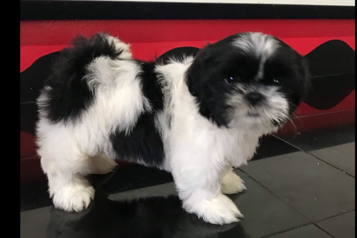 Shih Tzu Puppies breeder image 10