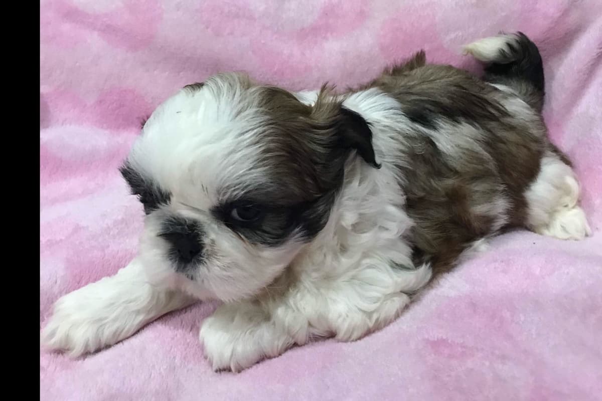 Shih Tzu Puppies breeder image 11