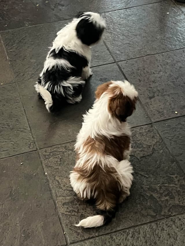 Shih Tzu Puppies media 2