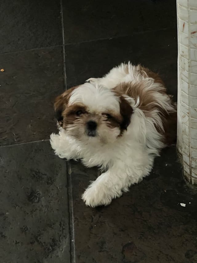 Shih Tzu Puppies media 3