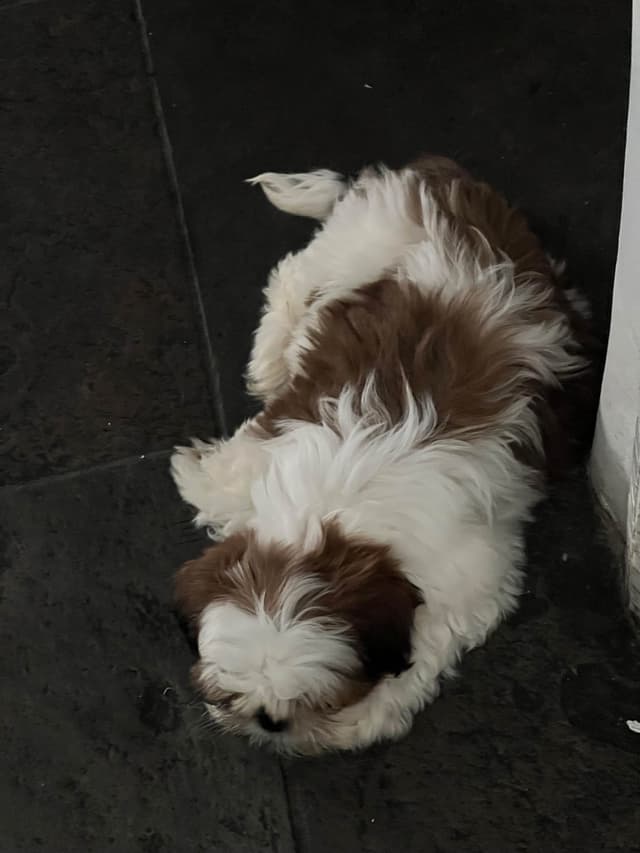 Shih Tzu Puppies media 2