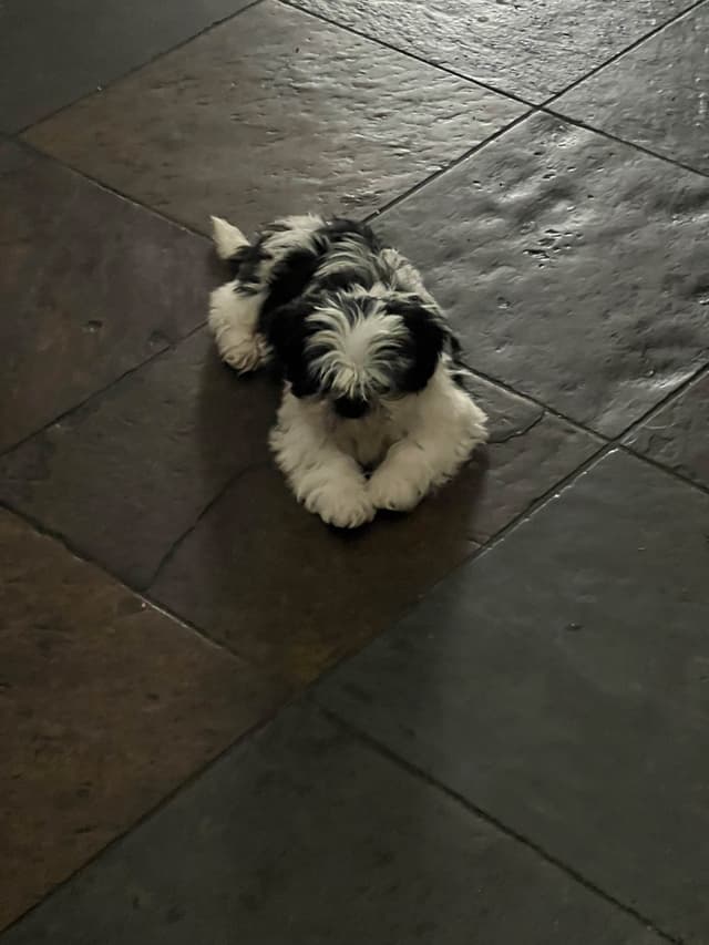 Shih Tzu Puppies media 4