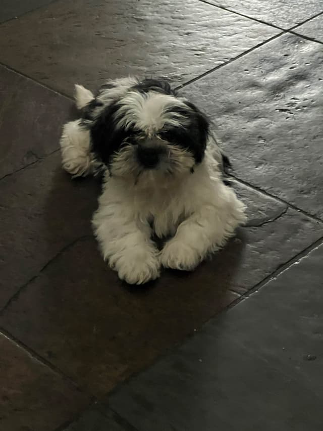 Shih Tzu Puppies media 5