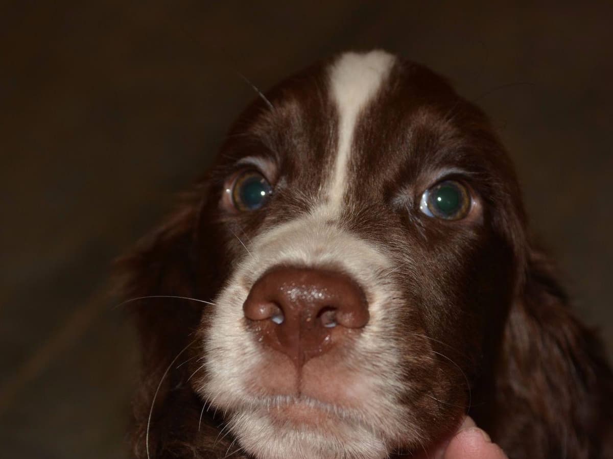 English Springer Spaniel Puppies breeder image 1