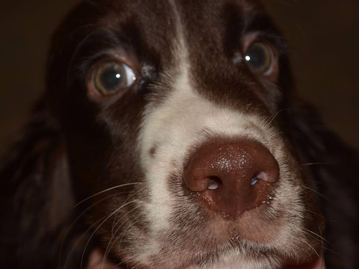 English Springer Spaniel Puppies breeder image 7