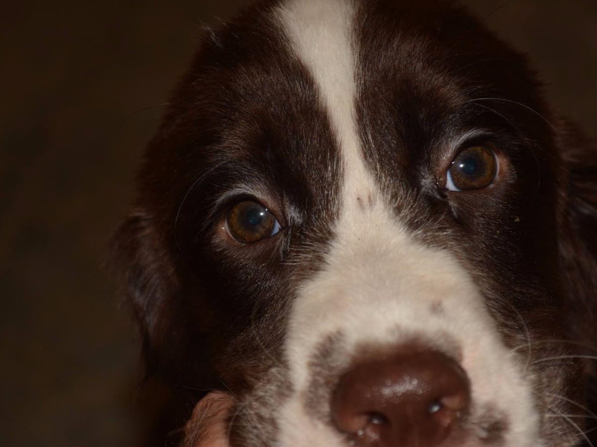 English Springer Spaniel Puppies breeder image 6
