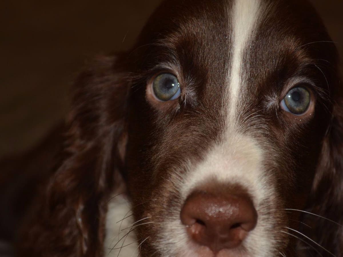 English Springer Spaniel Puppies breeder image 4