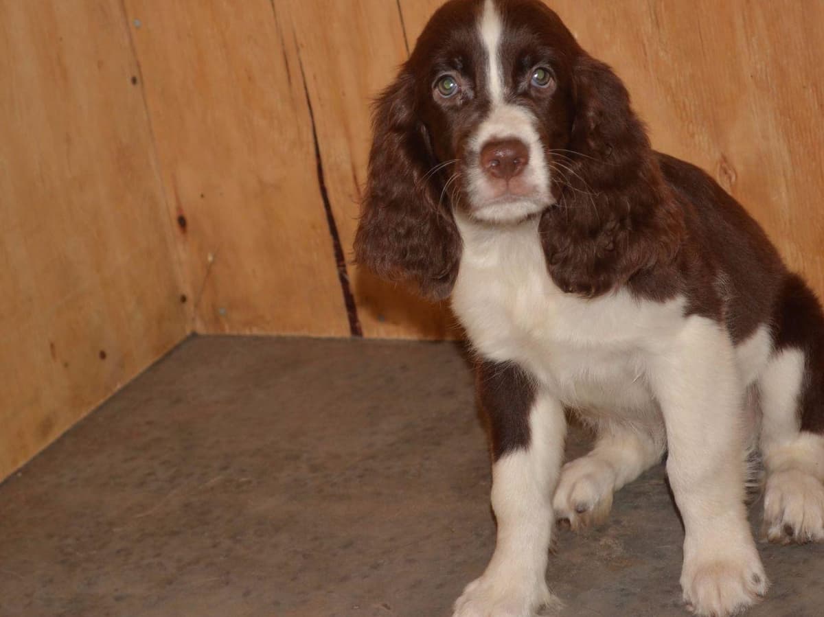 English Springer Spaniel Puppies breeder image 3