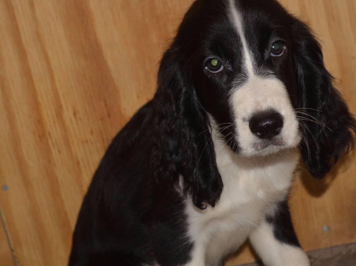 English Springer Spaniel Puppies breeder image 2