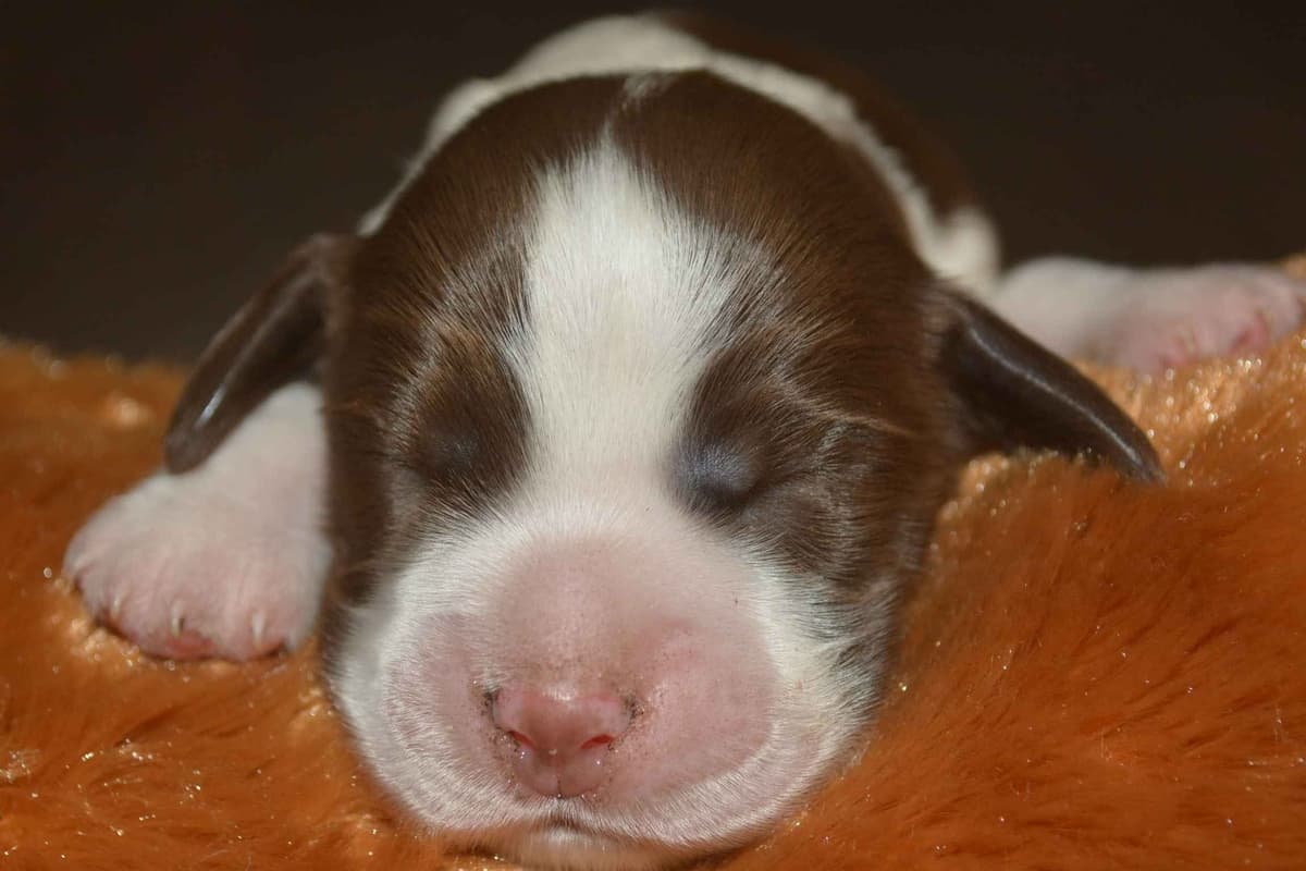 English Springer Spaniel Puppies breeder image 8