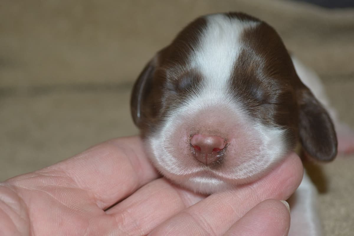 English Springer Spaniel Puppies breeder image 9