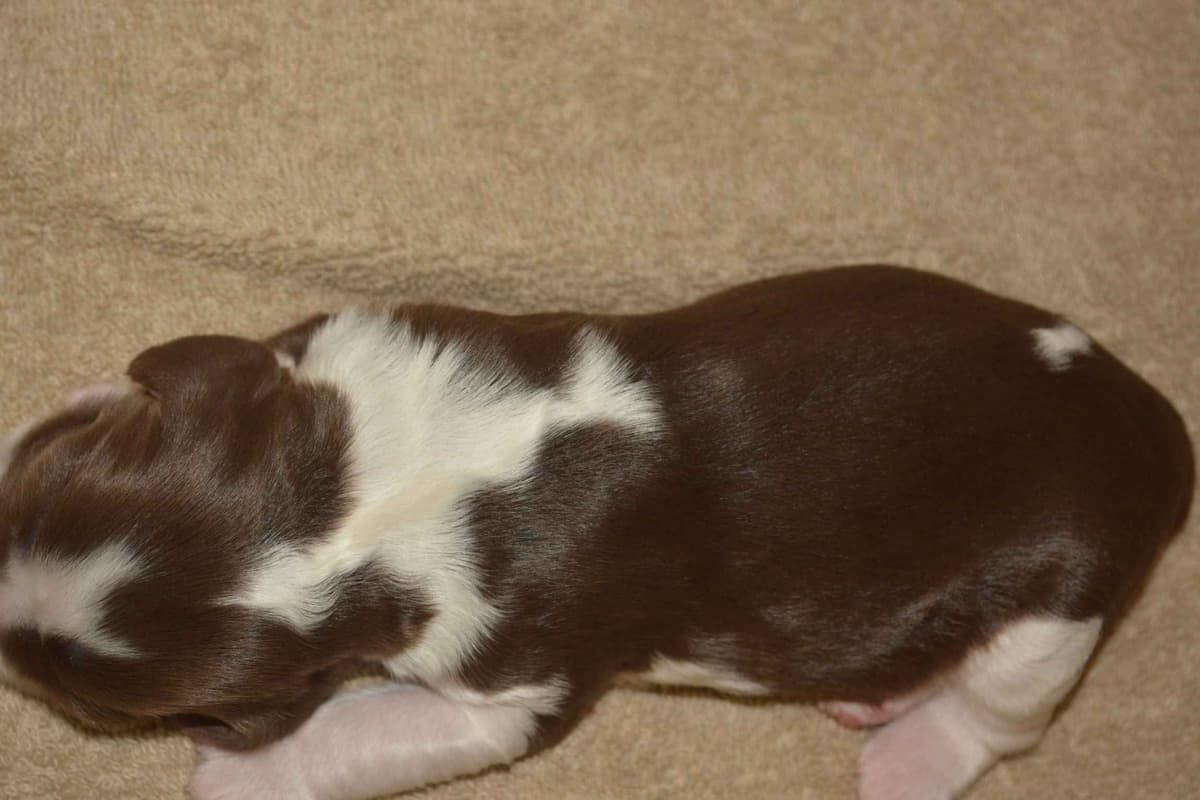 English Springer Spaniel Puppies breeder image 10