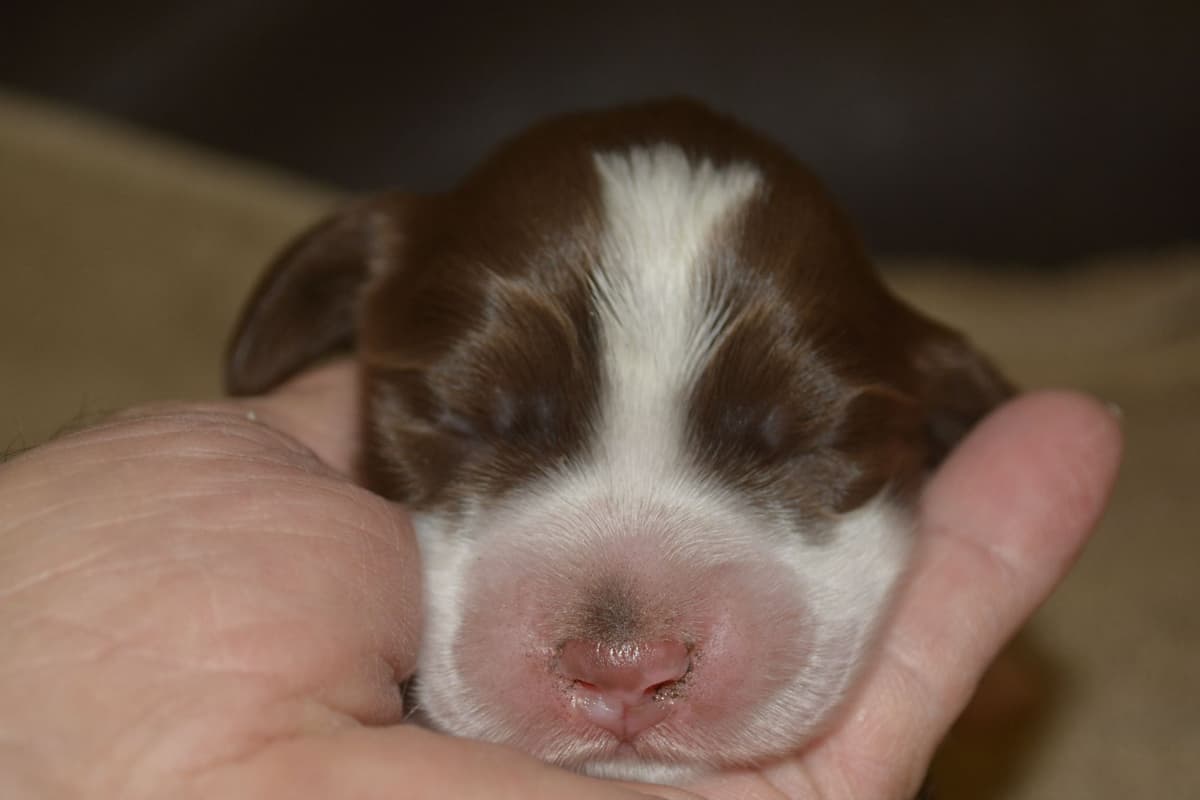 English Springer Spaniel Puppies breeder image 11