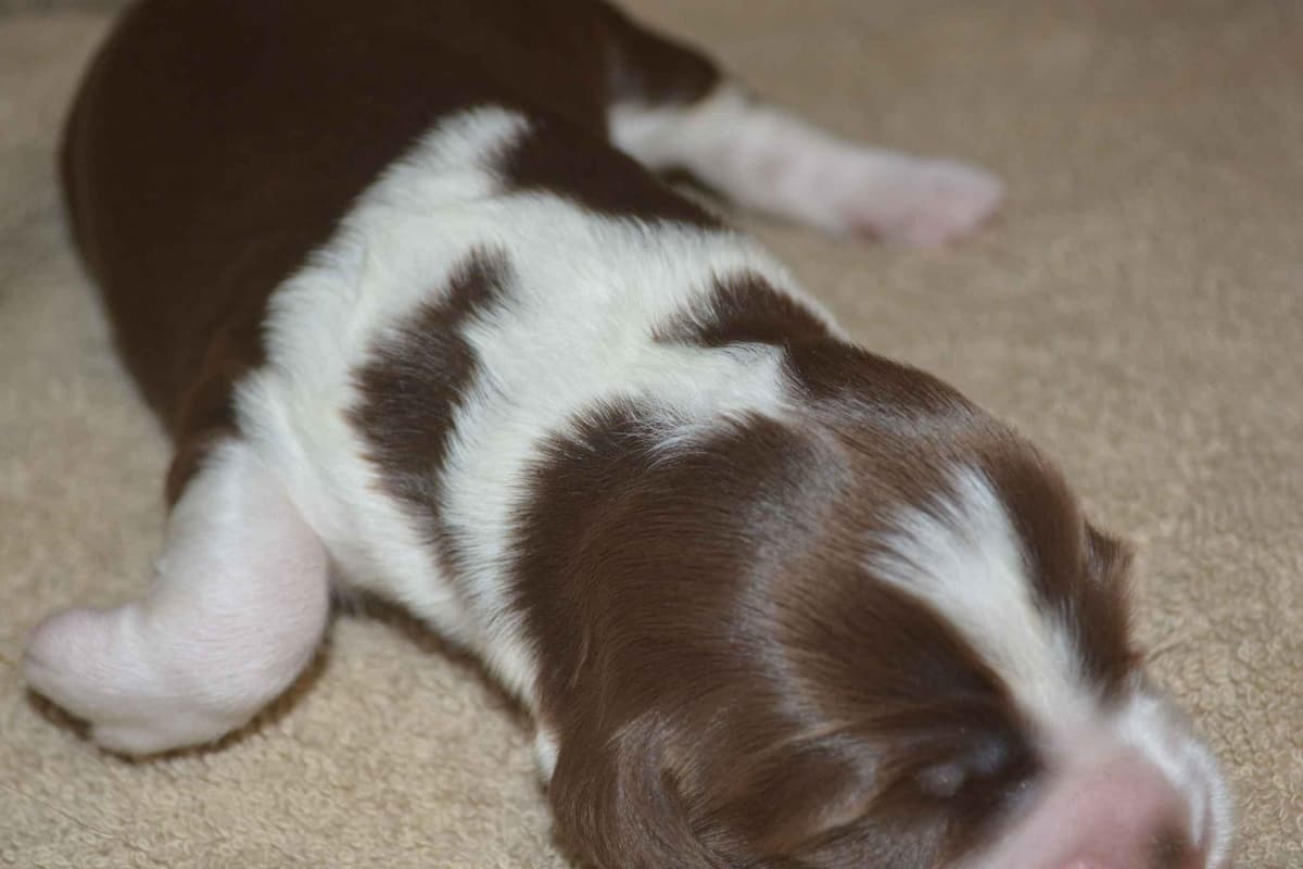 English Springer Spaniel Puppies breeder image 12