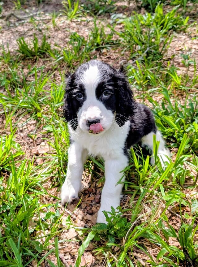 English Springer Spaniel Puppies media 3