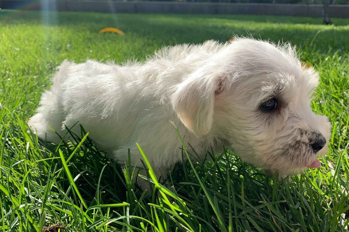 Miniature Schnauzer Puppies breeder image 1