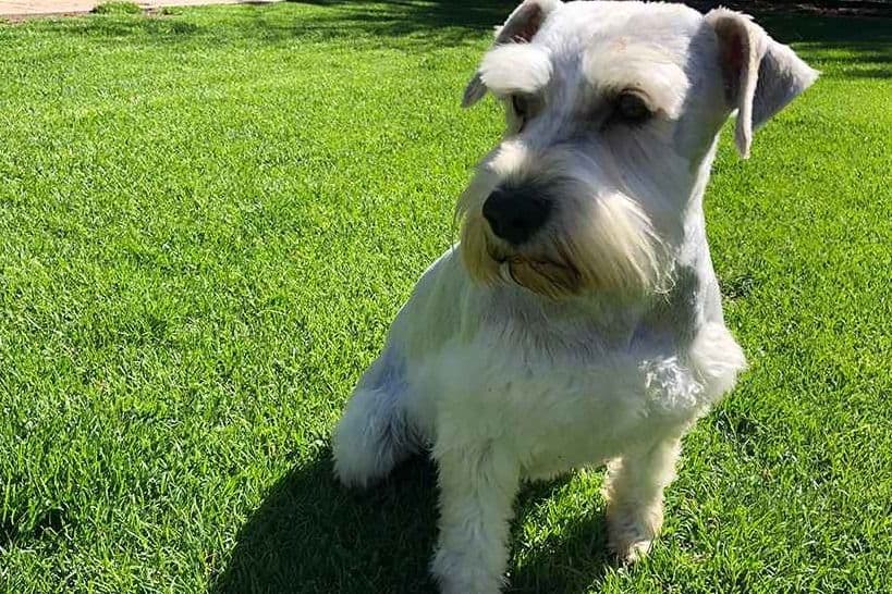 Miniature Schnauzer Puppies breeder image 2