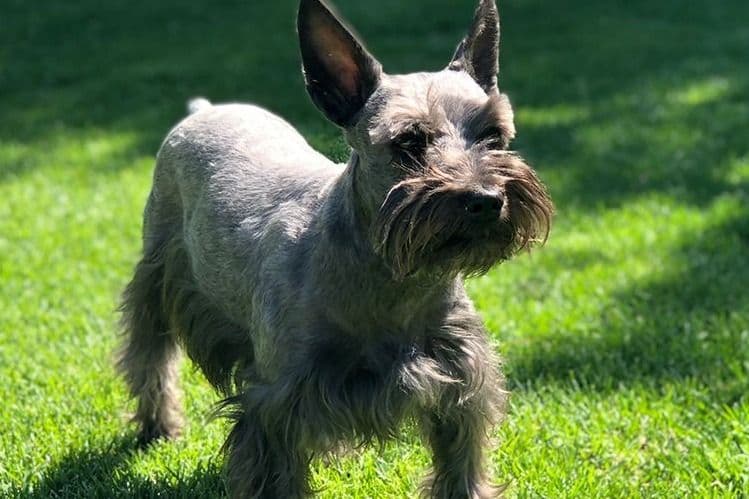 Miniature Schnauzer Puppies breeder image 3