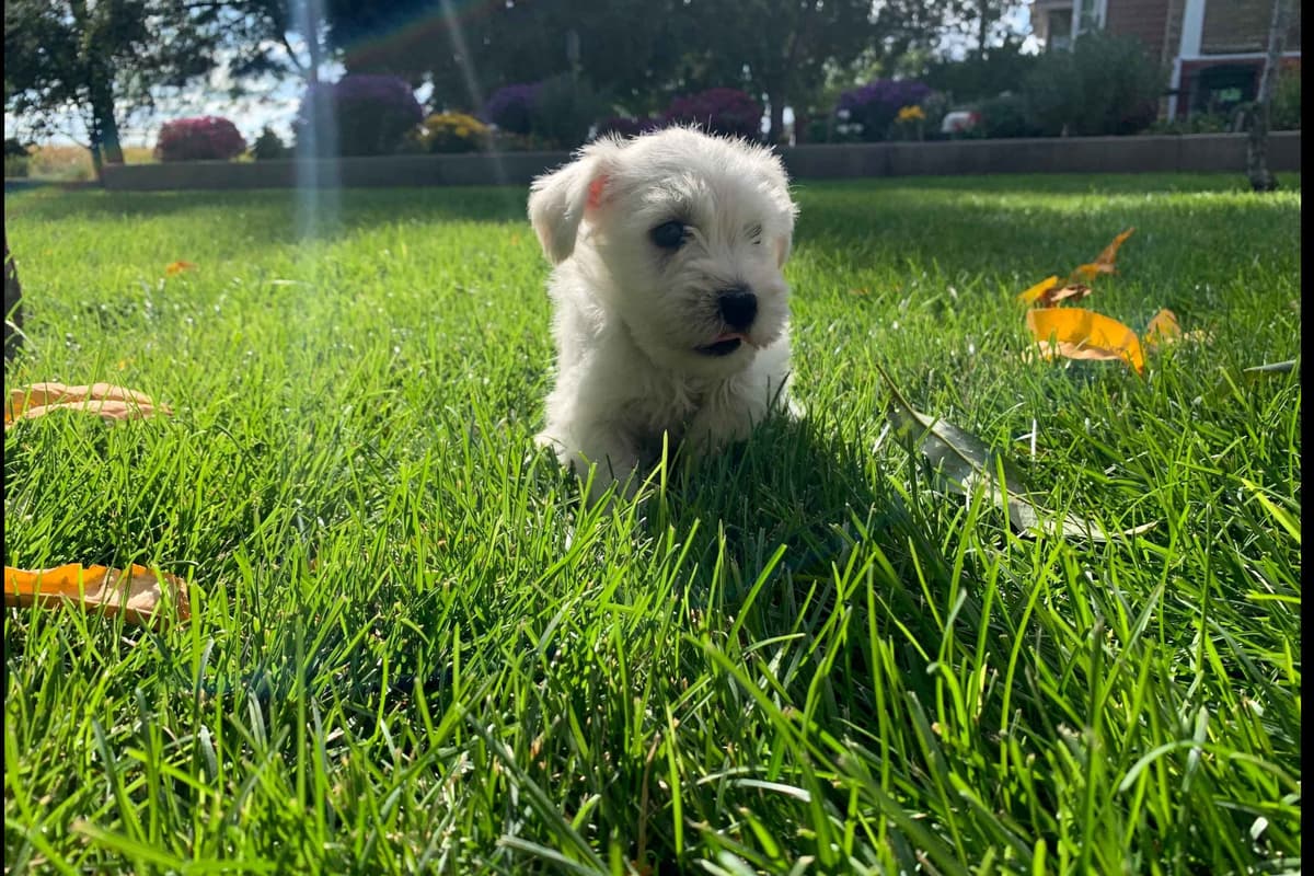 Miniature Schnauzer Puppies breeder image 4