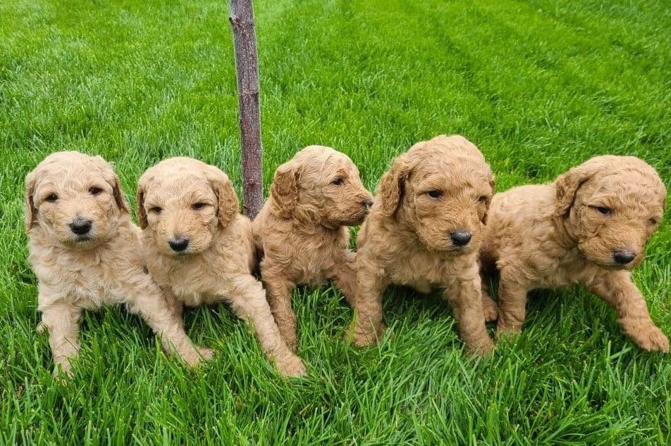 Miniature Schnauzer Puppies breeder image 6