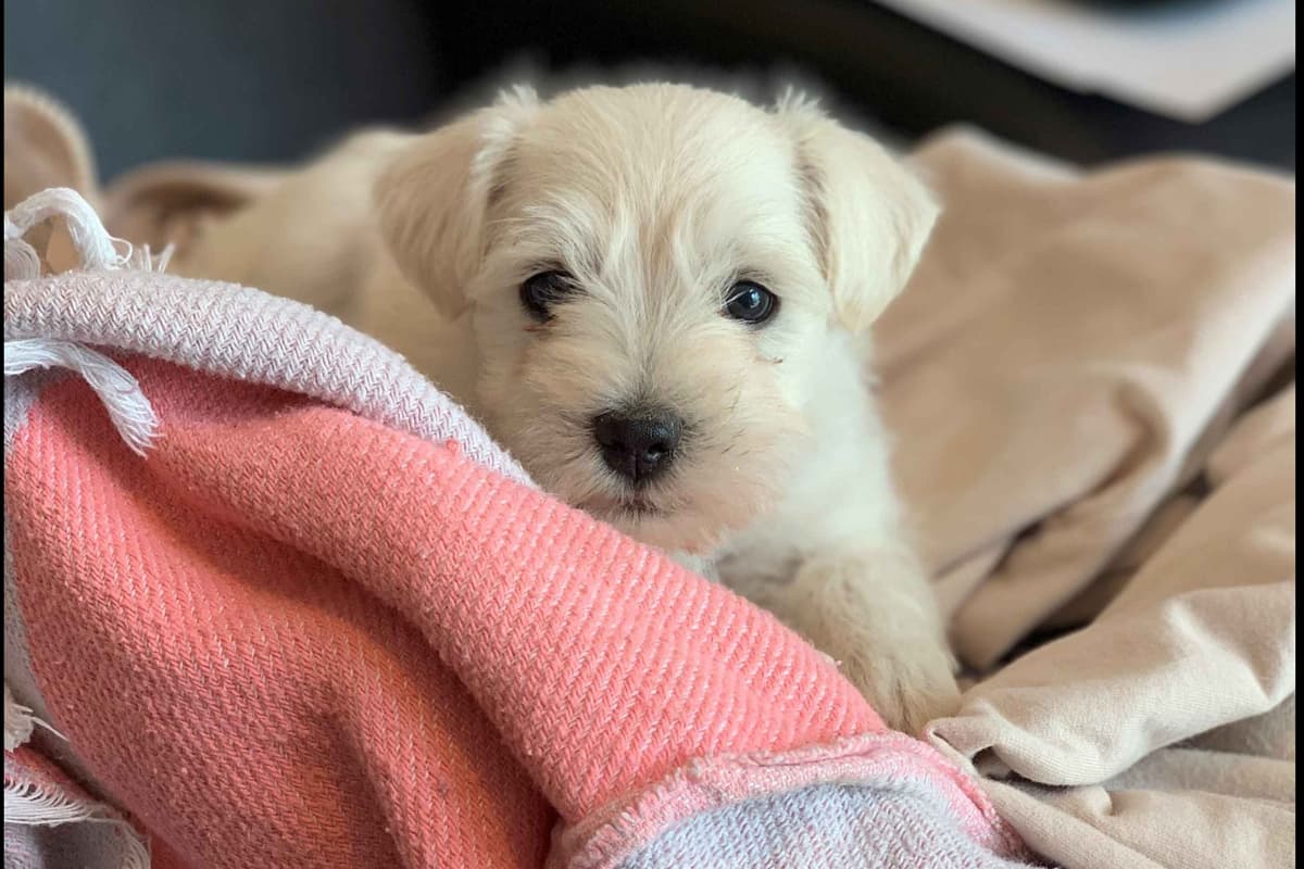 Miniature Schnauzer Puppies breeder image 8