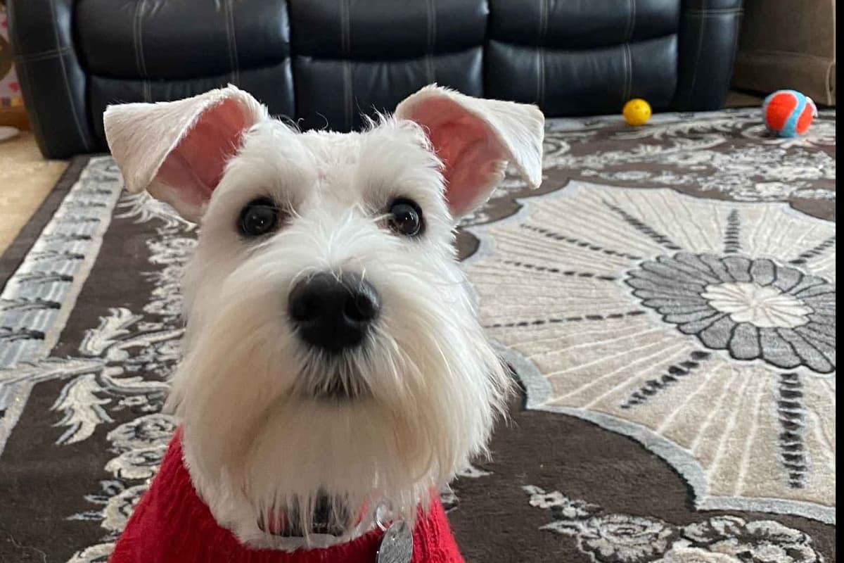 Miniature Schnauzer Puppies breeder image 9