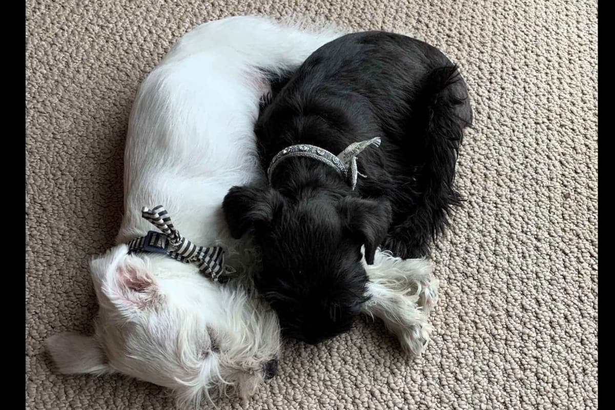 Miniature Schnauzer Puppies breeder image 10