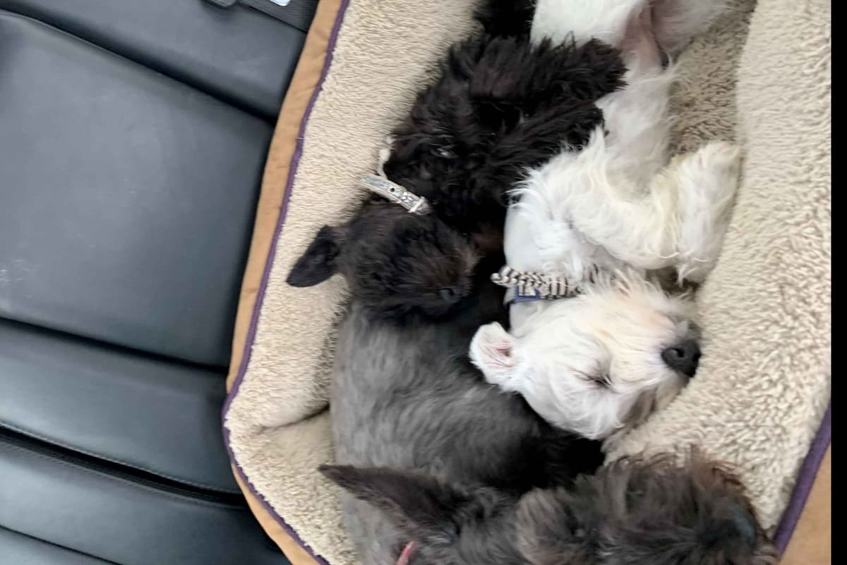 Miniature Schnauzer Puppies breeder image 11