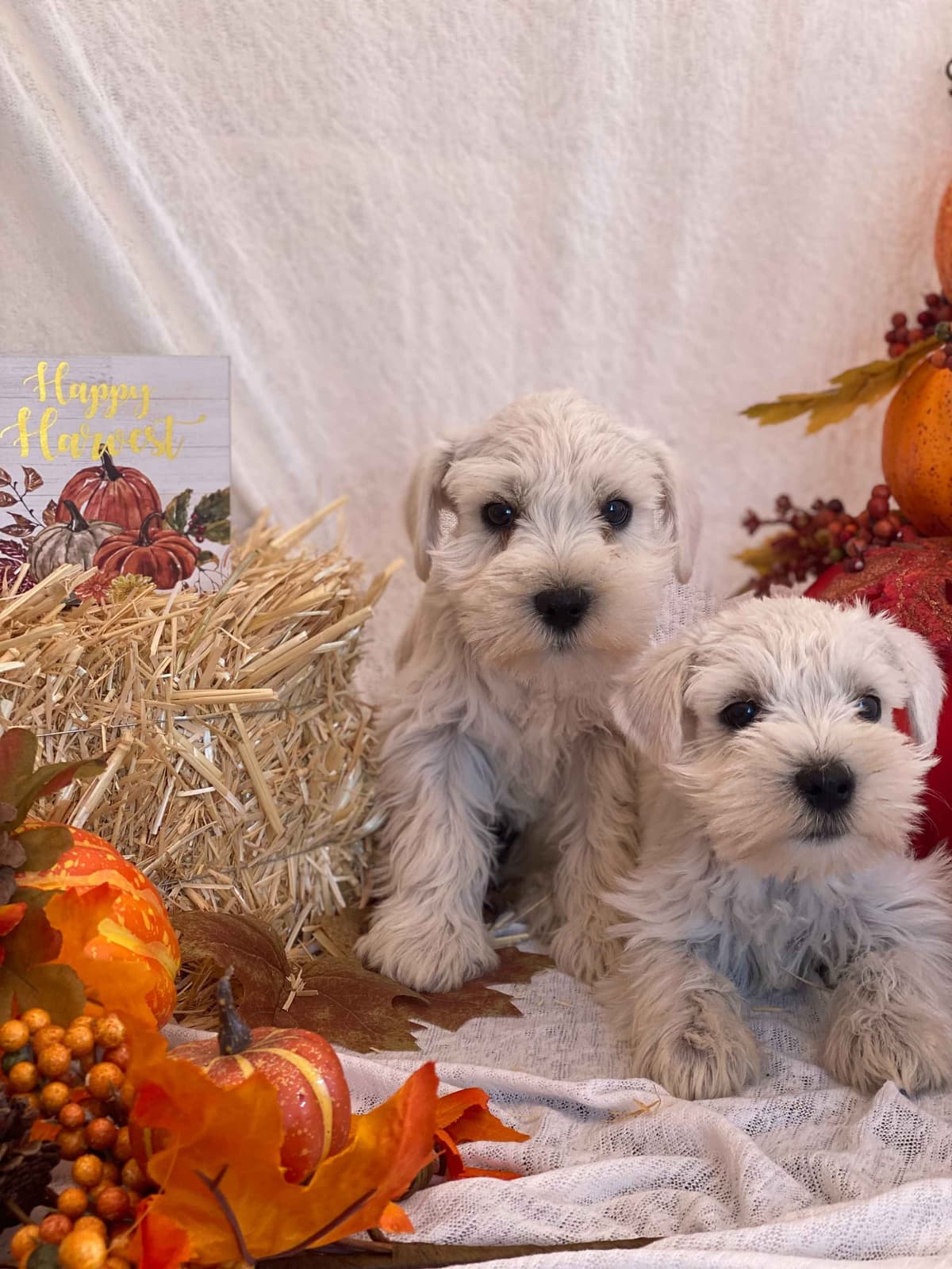 Miniature Schnauzer Puppies breeder image 13