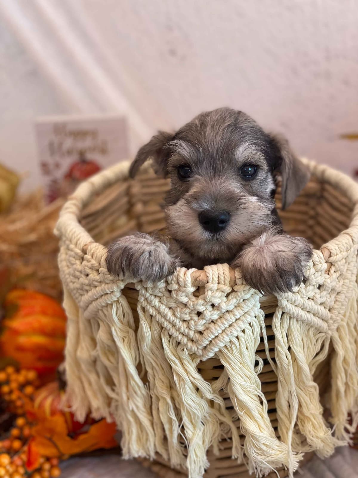 Miniature Schnauzer Puppies breeder image 14