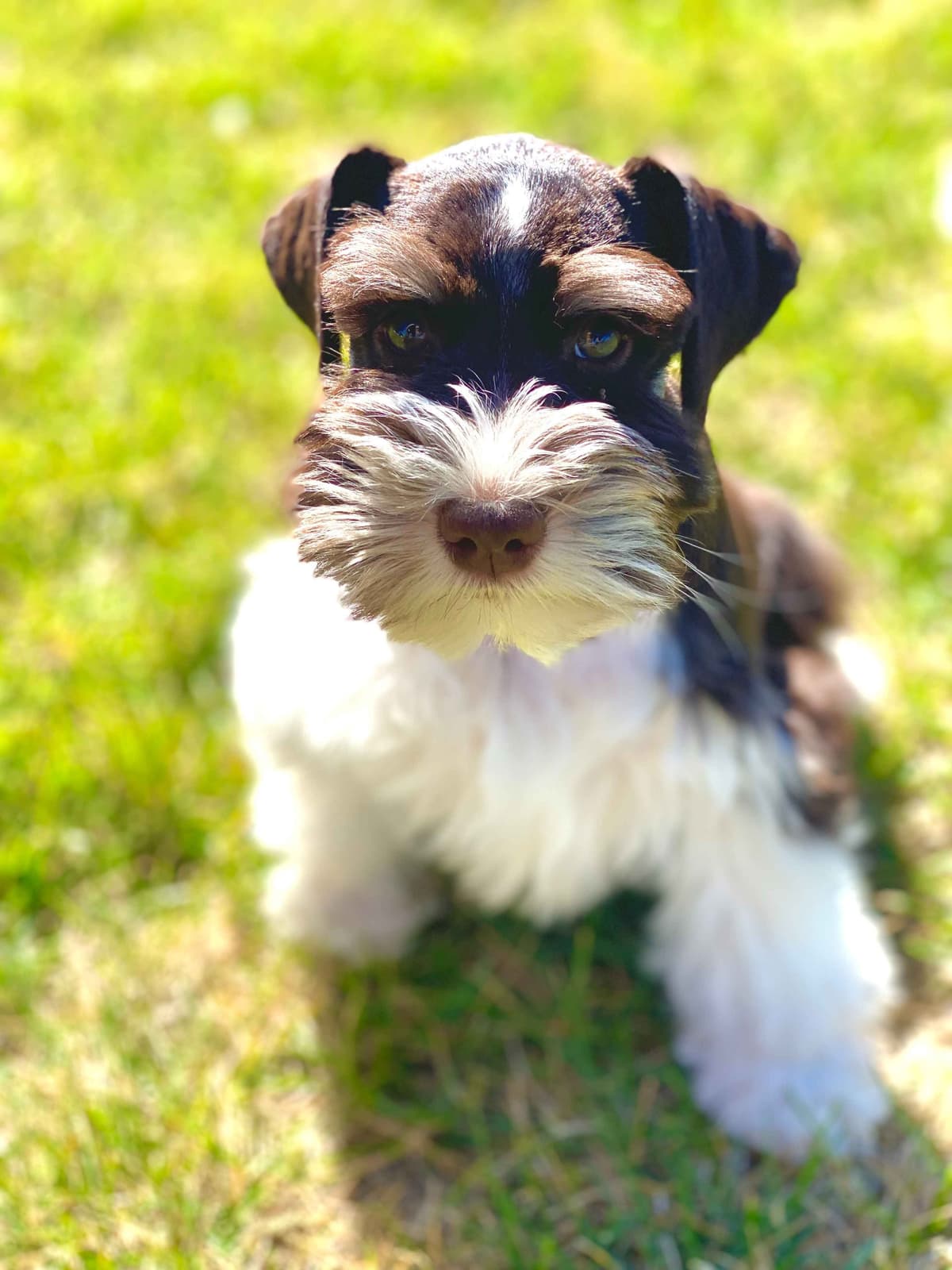 Miniature Schnauzer Puppies breeder image 16