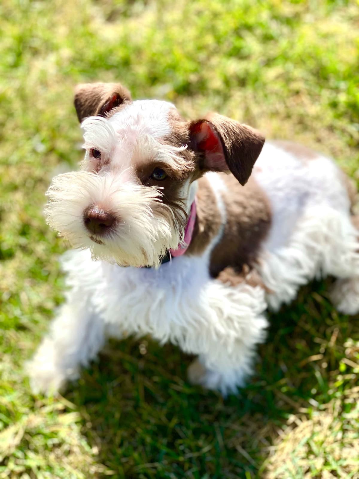 Miniature Schnauzer Puppies breeder image 17