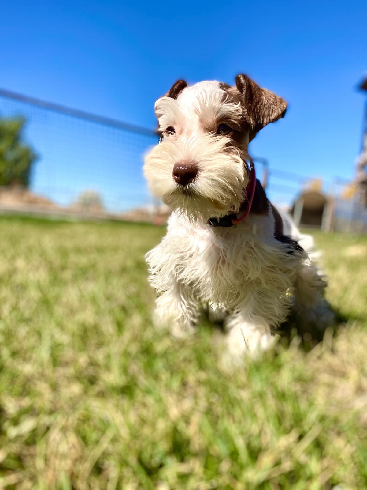 Miniature Schnauzer Puppies breeder image 19