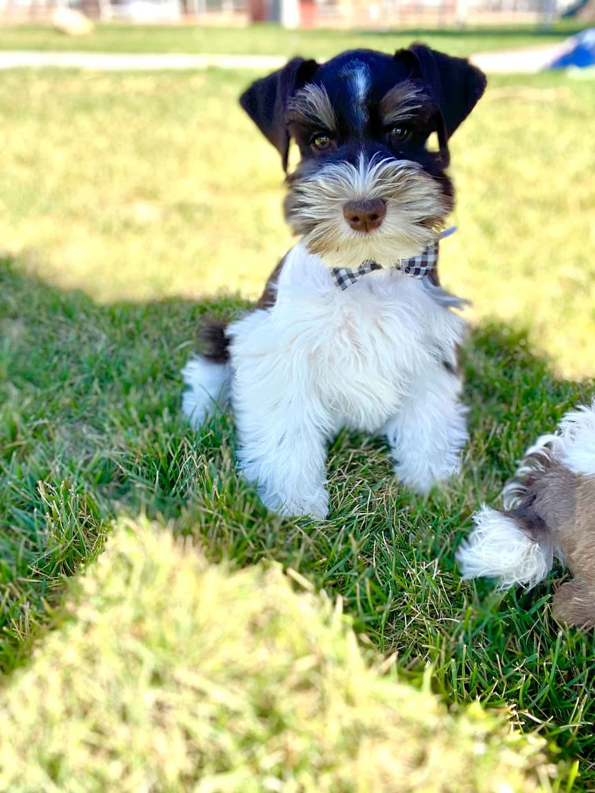 Miniature Schnauzer Puppies breeder image 20