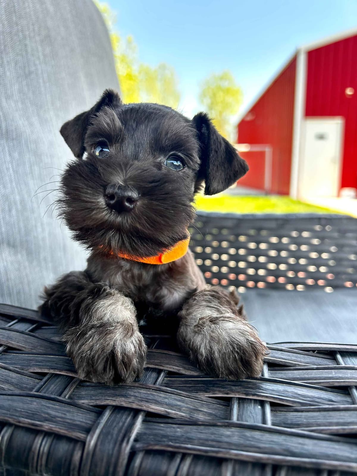 Miniature Schnauzer Puppies breeder image 21