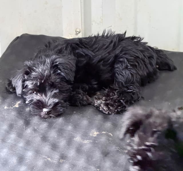 Miniature Schnauzer Puppies media 2