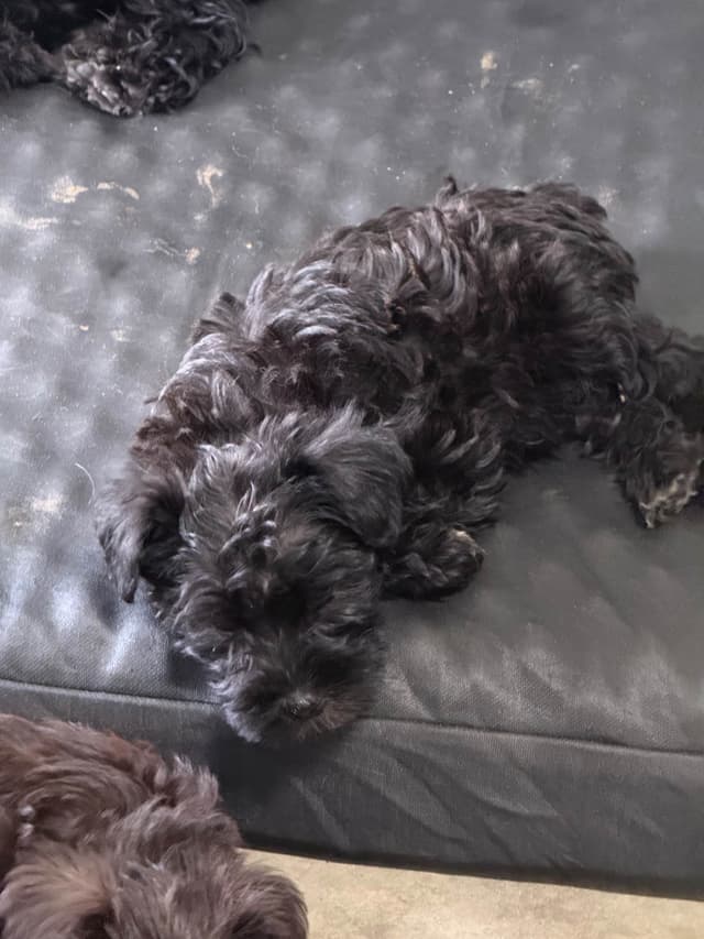 Miniature Schnauzer Puppies media 3