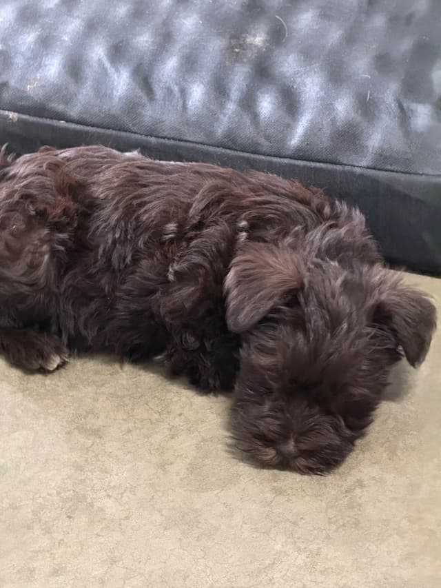 Miniature Schnauzer Puppies media 4